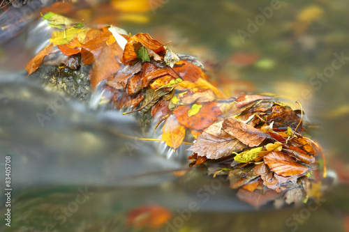 Herbstblätter im Bach