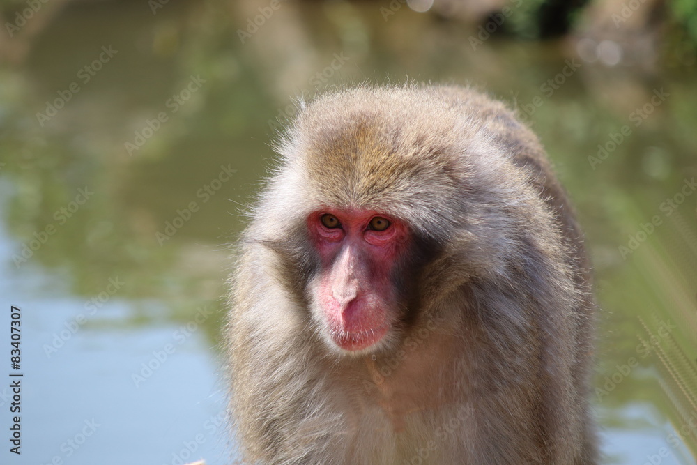 Naklejka premium サル