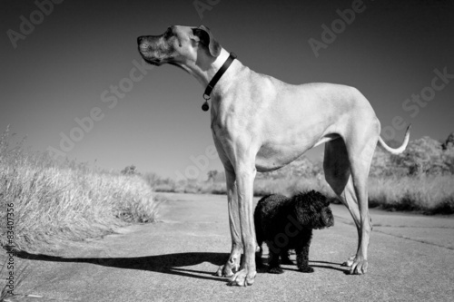 Great Dane with little dog underneath it in black and white