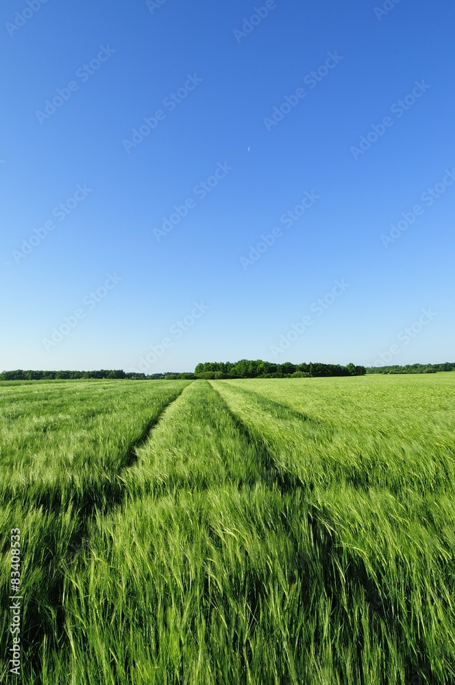 Field of green barley