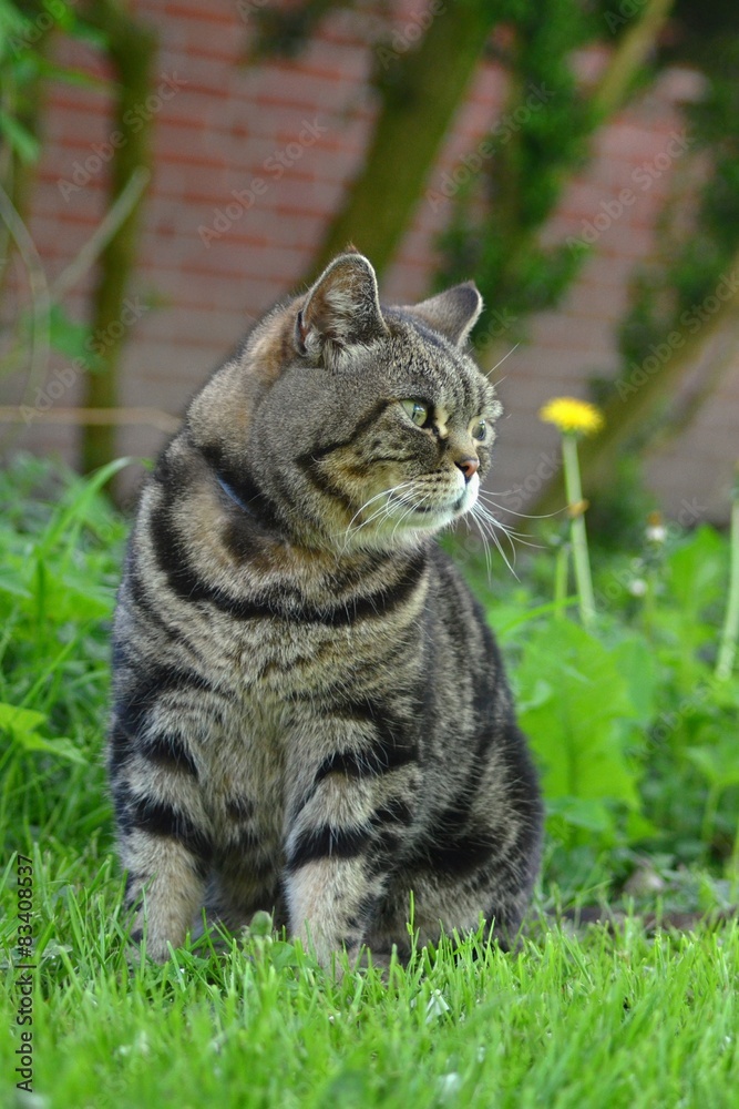 Britisch Kurzhaar Katze