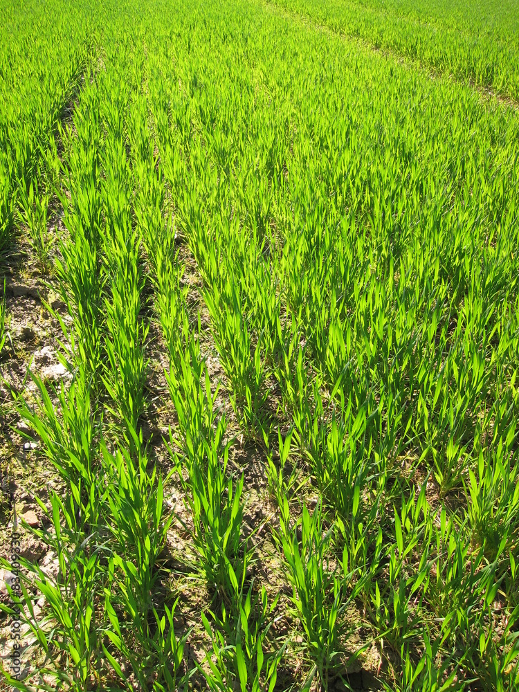 Fototapeta premium Wheat