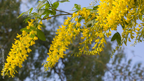 Photos Laburnum anagyroides