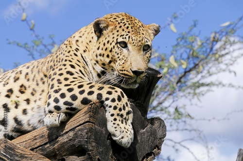 Leopard (panthera pardus)