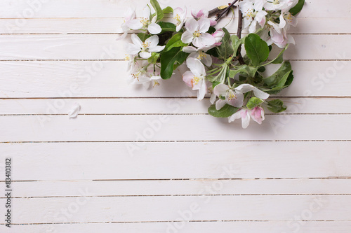 Background with apple blossom