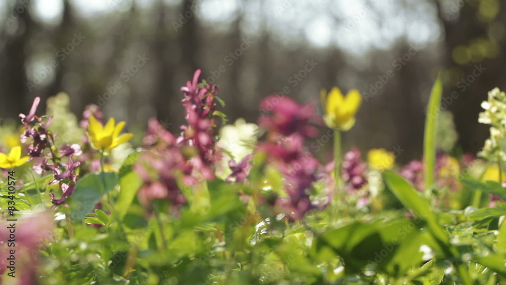 Wild flowers Wild flowers