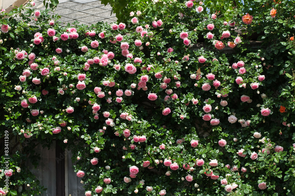 Bushes of pink roses decorating a house wall