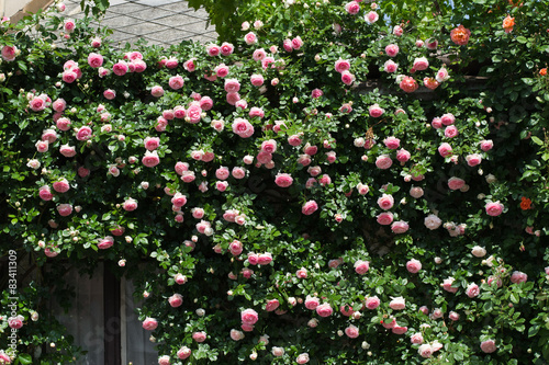 Bushes of pink roses decorating a house wall © anna_rostova