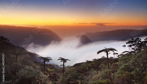 Lueur crépusculaire en forêt tropicale, La Réunion.
