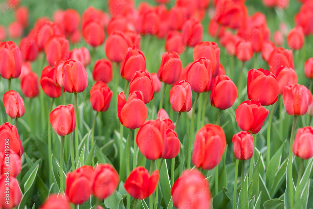 Red tulips