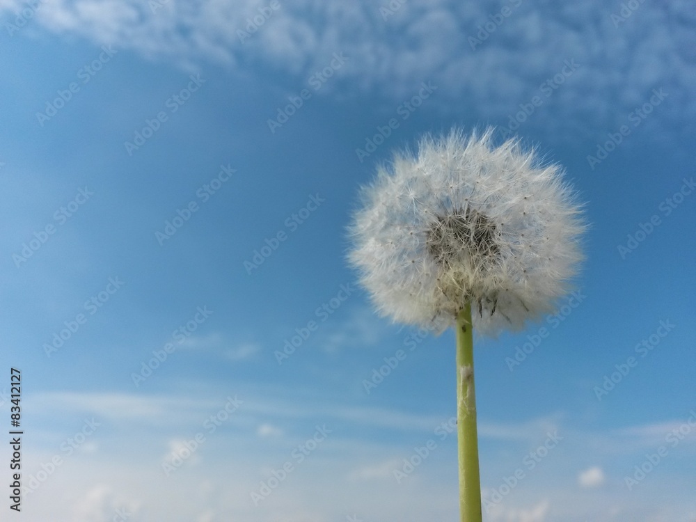 pusteblume pusteblume