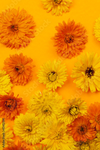 Calendula flowers on orange background