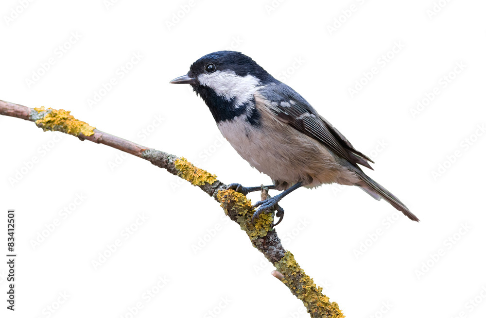 Coal tit isolated Coal tit isolated