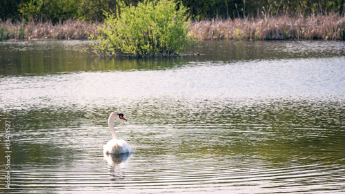 White mute swan is swimming gracefully on the lake