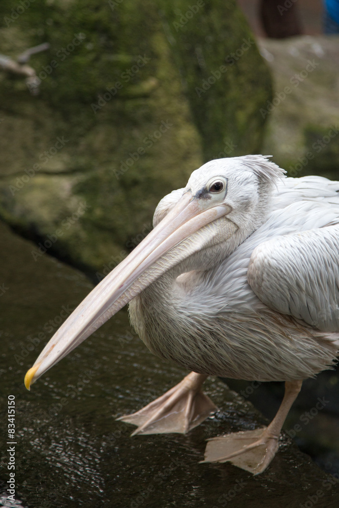 White Pelican (Pelecanus onocrotalus) White Pelican (Pelecanus onocrotalus)