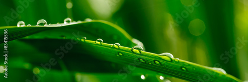 Water Droplets on a Leaf #83415536