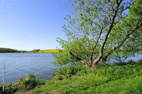 Fototapeta Naklejka Na Ścianę i Meble -  Tree by the lake