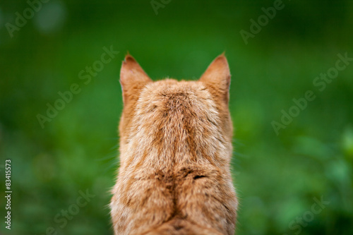 Fotografía Кот