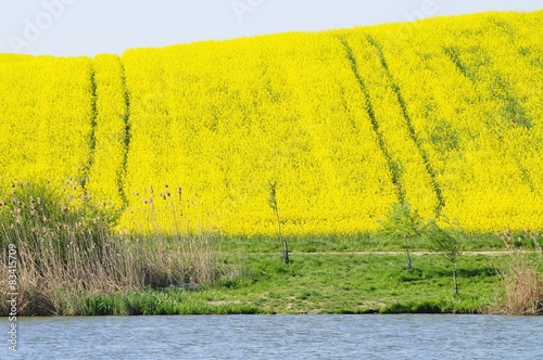 Rapeseed field on the slope beside the lake