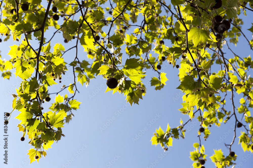 Leaves Leaves