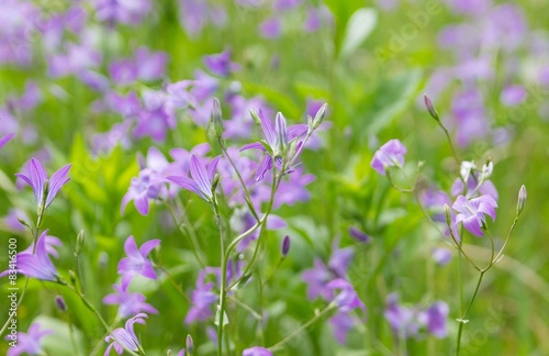 violette Glockenblumen in Naturwiese