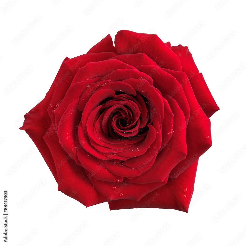 Fototapeta premium Big red rose flower isolated