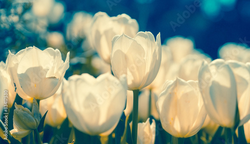Εκτύπωση καμβά White tulips closeup