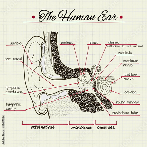 Vector drawing of the structure of the human ear