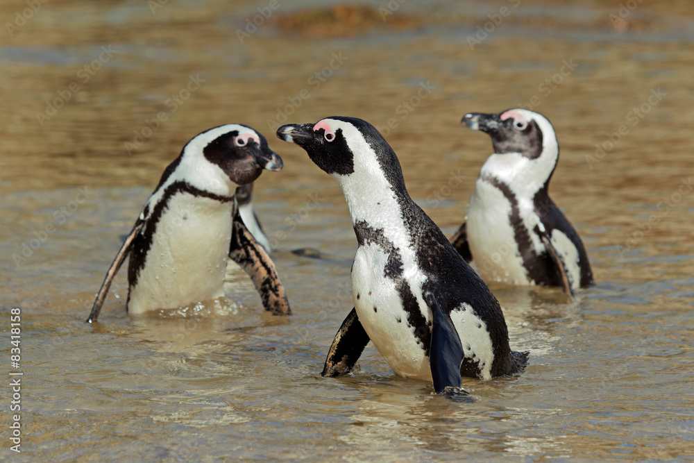 Obraz premium African penguins in shallow water, Western Cape, South Africa 