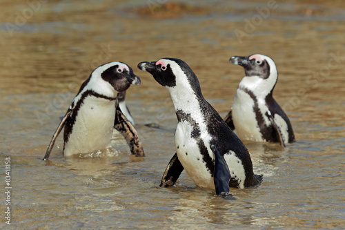 African penguins in shallow water, Western Cape, South Africa 
