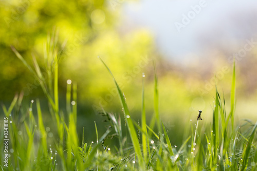 Spring colorful sunny grassy background