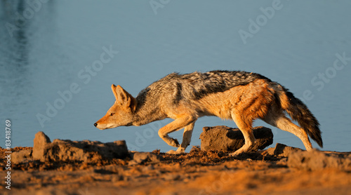 Canvas-taulu A black-backed Jackal stalking, Etosha National Park, Namibia