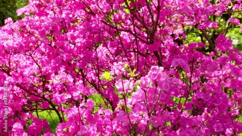 Wallpaper Mural Rhododendron Torontodigital.ca