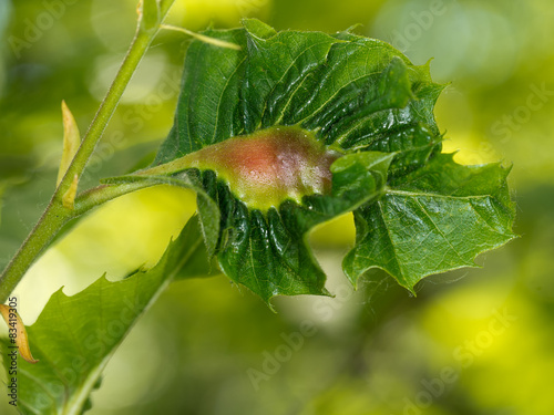 Chestnut tree, leaf gall. Caused by Dryocosmus kuriphilus, pest. photo