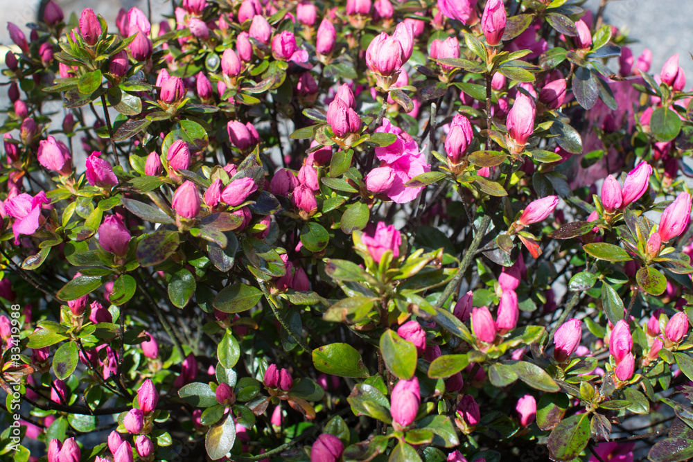 Dark pink azalea flowers