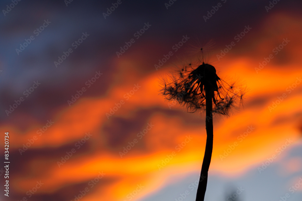 Fiore, soffione al tramonto sfondo cielo rosso Stock Photo | Adobe Stock