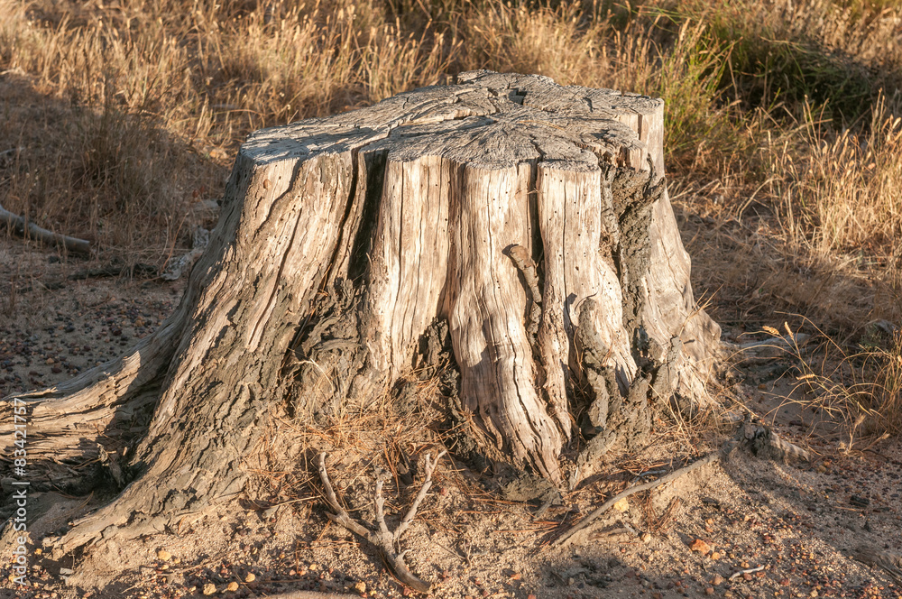 Remains of an old tree stump