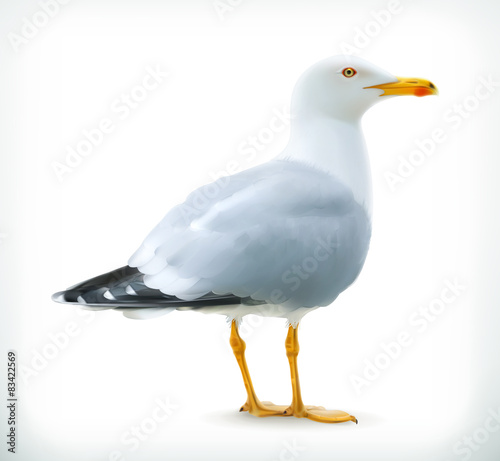 Fototapet Sea gull, vector icon
