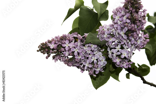 Branch of a lilac isolated on white background