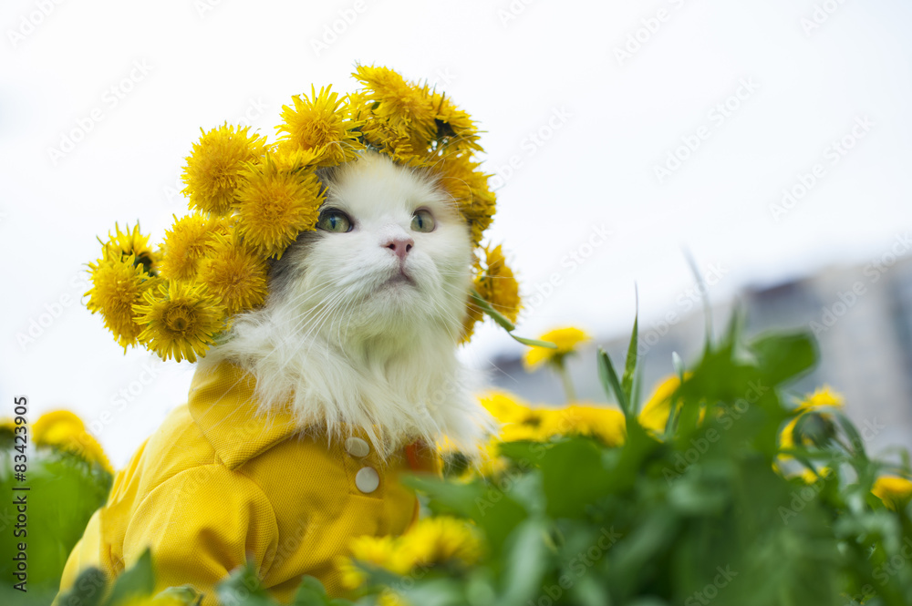 Fototapeta premium kot siedzi na trawie słoneczny letni dzień