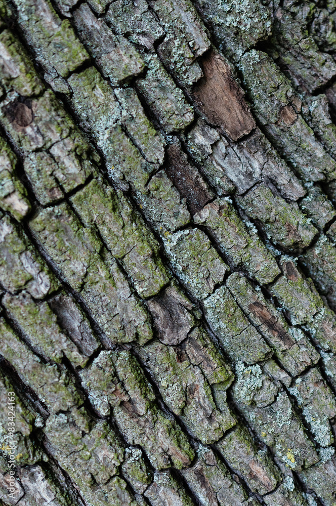 Baumrinde Hintergrund Baumrinde Hintergrund