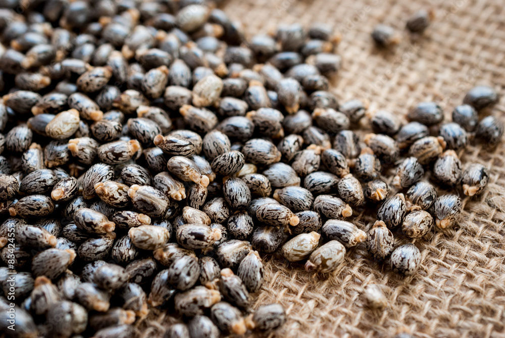 Castor oil seeds-ricinus communis Castor oil seeds-ricinus communis