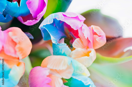 Bouquet  of multicolored tulips