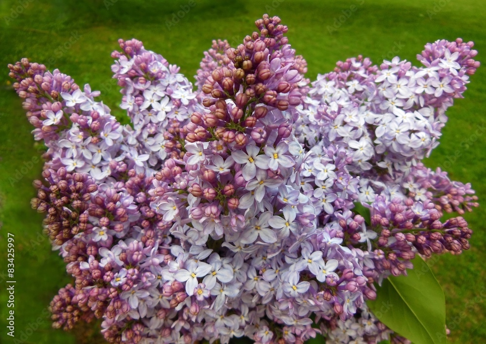 Obraz premium Bouquet of purple lilac blossoms