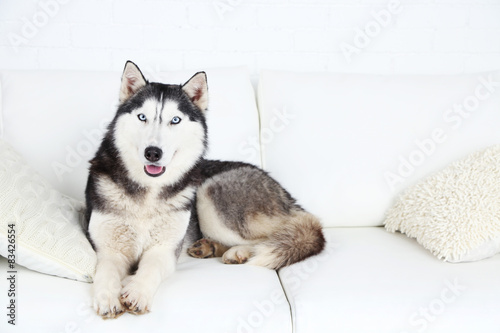 Beautiful cute husky lying on sofa in white room