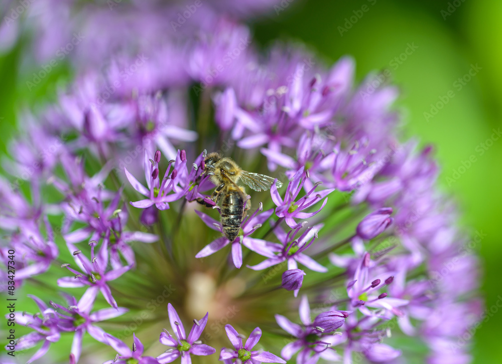 Close up of purple alium flower with honeybee. Close up of purple alium flower with honeybee.