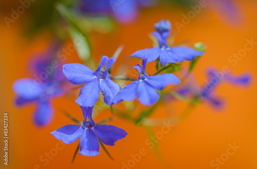 Close up photo of Edging lobelia, Lobelia erinus  photo