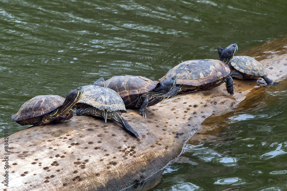 Fototapeta premium Turtles