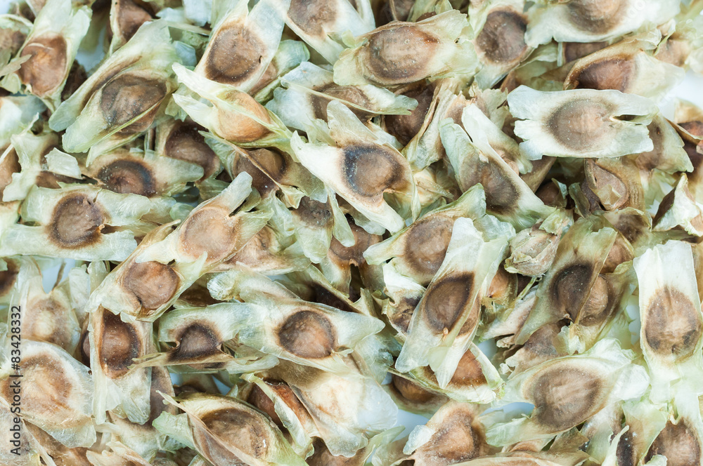 Seed of Horse radish tree, Drumstick (Moringa oleifera Lam.)