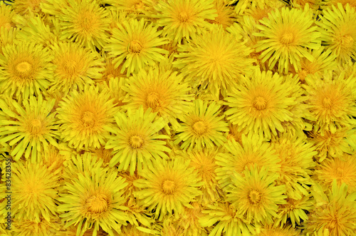 Large bouquet in the form of a carpet of dandelions